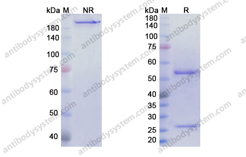 Research Grade Naratuximab