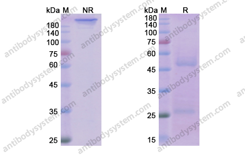 Research Grade Ofatumumab