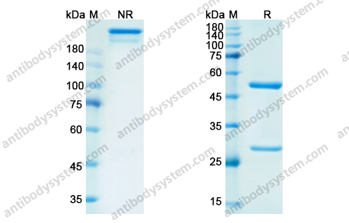 Research Grade Rituximab