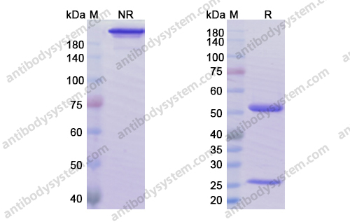 Research Grade Ublituximab