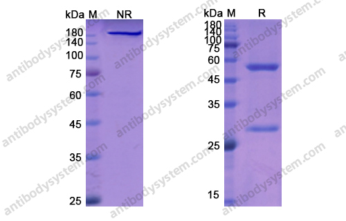 Research Grade Veltuzumab