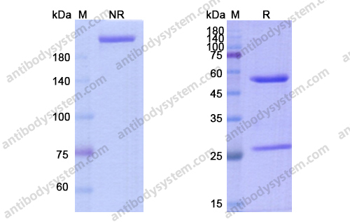 Research Grade Carlumab