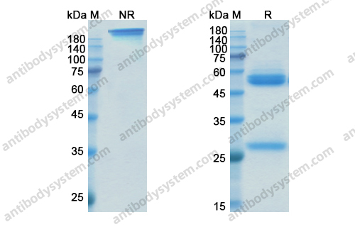 Research Grade Natalizumab