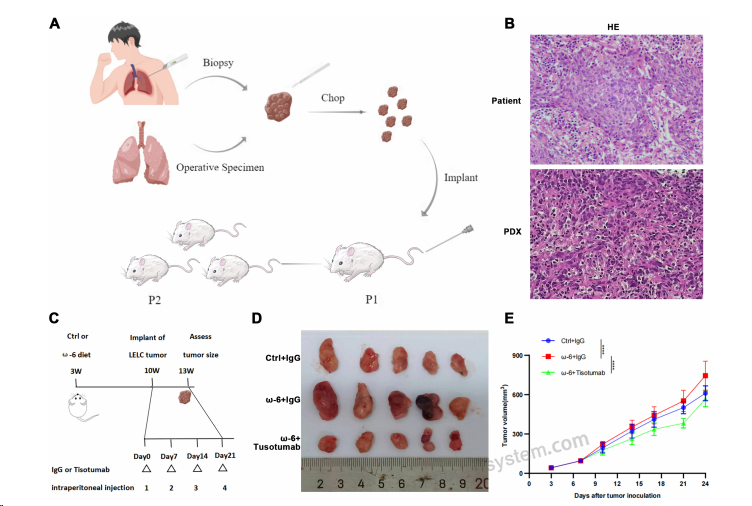 Bioactivity for Research Grade Tisotumab ?>