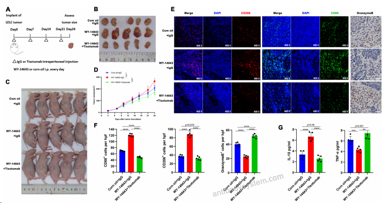Bioactivity for Research Grade Tisotumab ?>