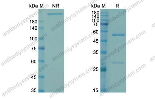 Research Grade Tisotumab