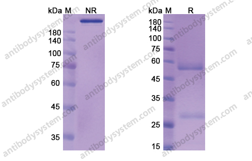 Research Grade Aselizumab