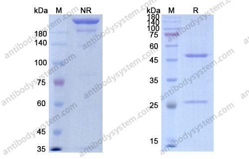 Research Grade Imalumab