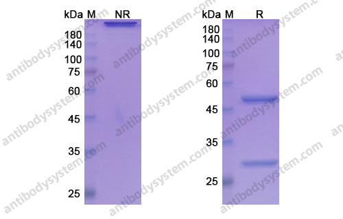 Research Grade Ficlatuzumab