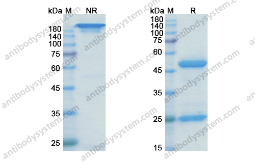 Research Grade Rilotumumab