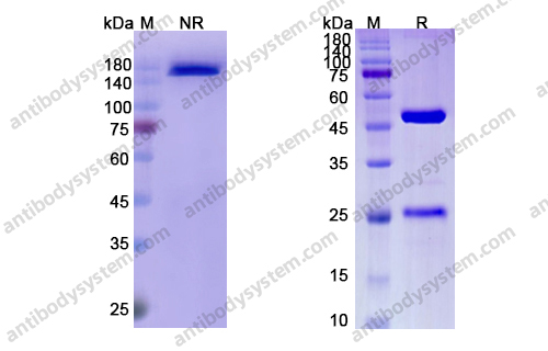 Research Grade Enokizumab