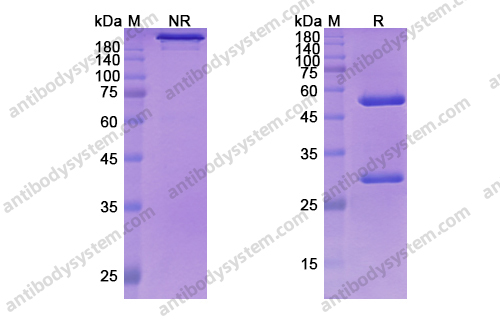 Research Grade Coltuximab