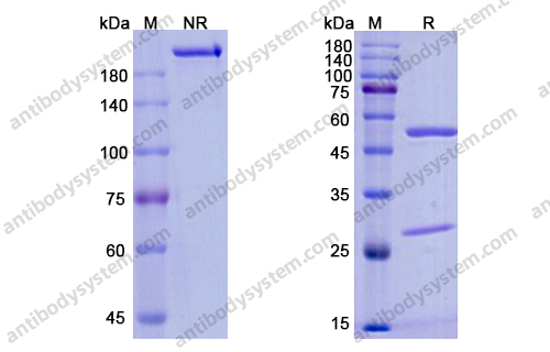 Research Grade Inebilizumab