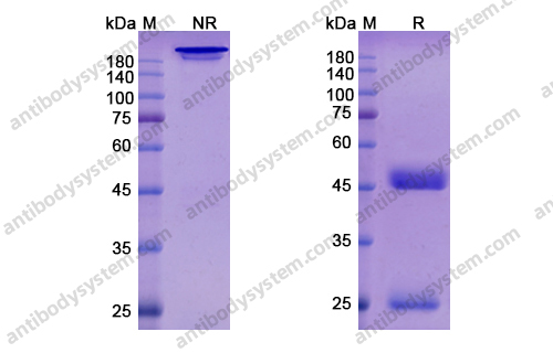 Research Grade Loncastuximab