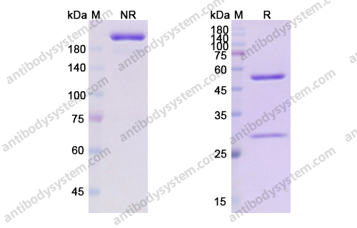 Research Grade Obexelimab