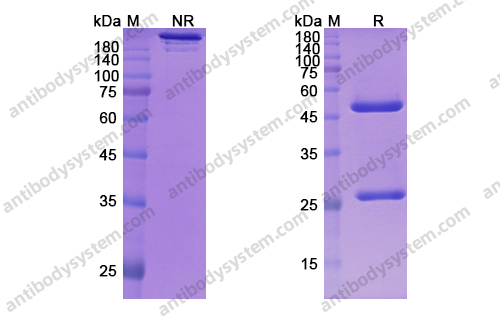 Research Grade Mavrilimumab
