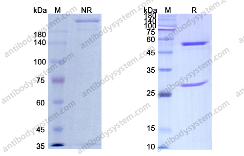 Research Grade Sontuzumab