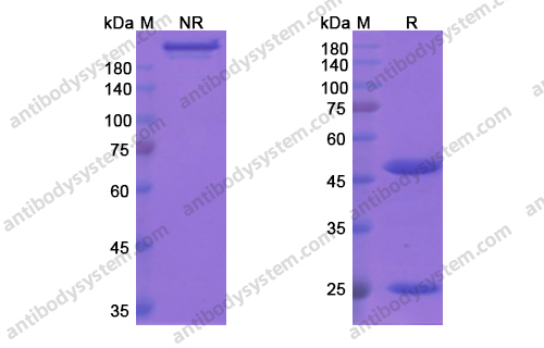 Research Grade Cantuzumab