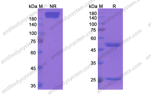 Research Grade Clivatuzumab