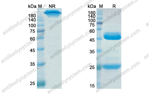 Research Grade Epitumomab