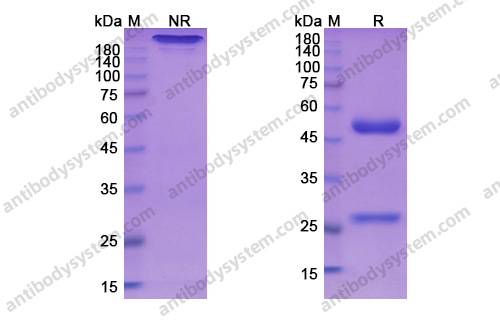 Research Grade Bivatuzumab