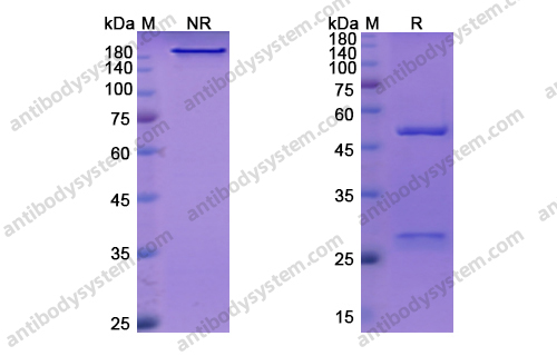 Research Grade Inclacumab