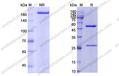 Research Grade Tovetumab