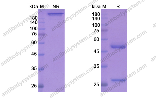 Research Grade Nurulimab