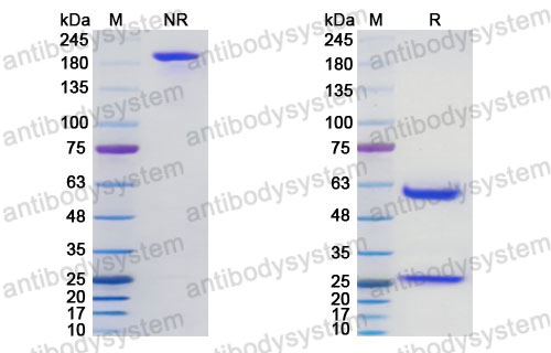 Research Grade Futermestotug