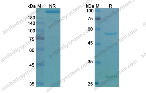Research Grade Tucotuzumab