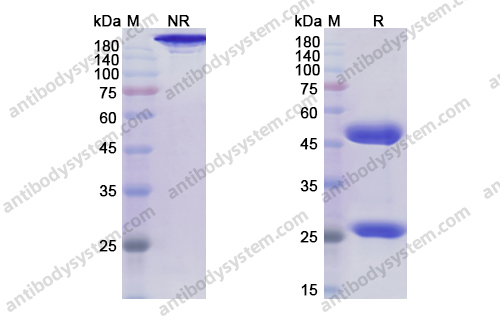 Research Grade Rolinsatamab