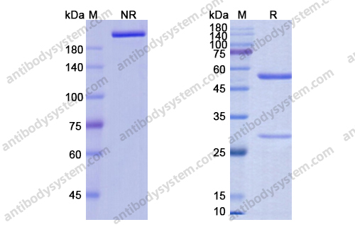 Research Grade Anifrolumab
