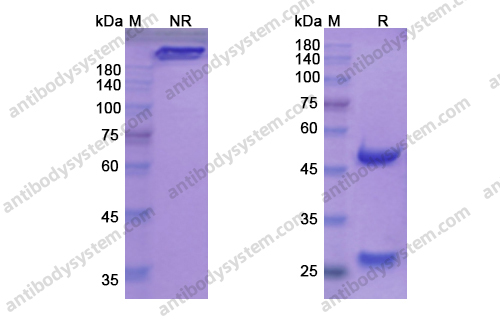 Research Grade Vatelizumab