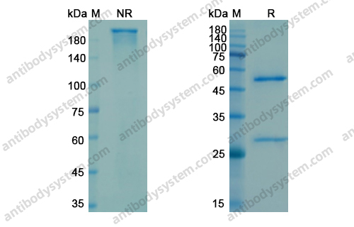 Research Grade Carotuximab