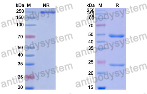 Research Grade Anti-Human PACAP27/PACAP38 Antibody (ALD1910)