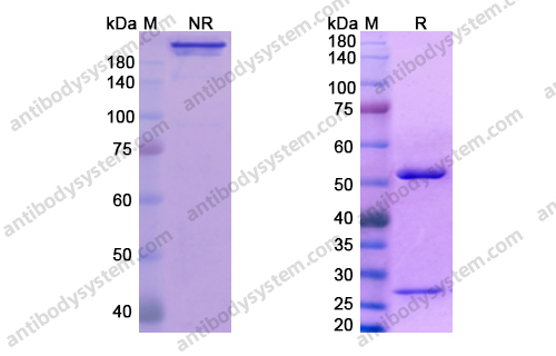 Research Grade Fianlimab
