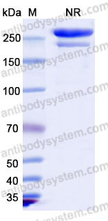 Research Grade Tebotelimab