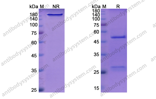 Research Grade Indatuximab