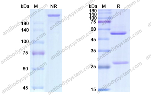 Research Grade Gemtuzumab