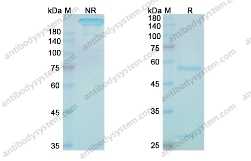 Research Grade Lintuzumab