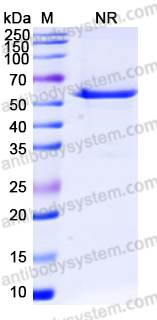 Research Grade Eluvixtamab