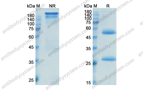 Research Grade Inotuzumab