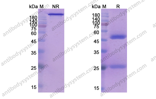 Research Grade Epratuzumab