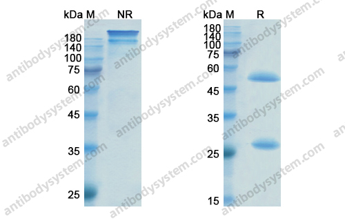Research Grade Pinatuzumab