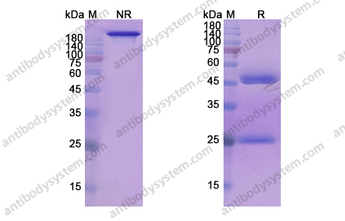 Research Grade Refanezumab