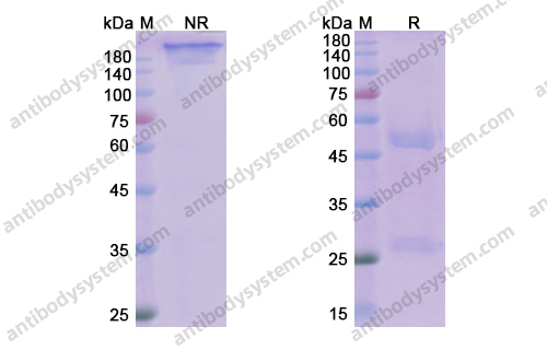 Research Grade Avdoralimab