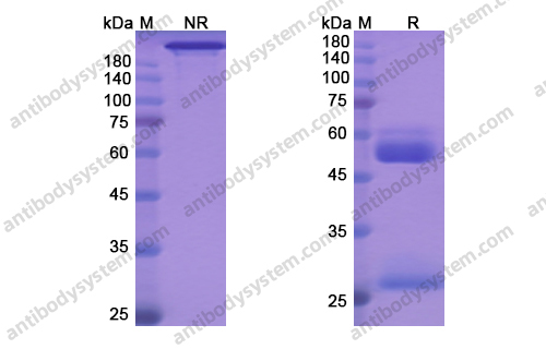 Research Grade Aprutumab