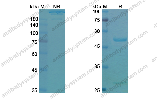 Research Grade Duligotuzumab
