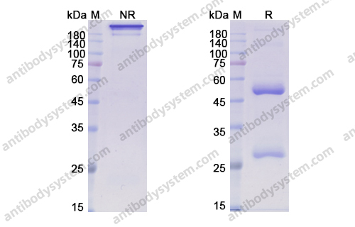 Research Grade Patritumab
