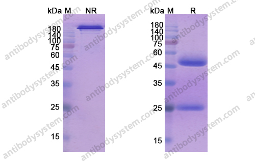Research Grade Seribantumab